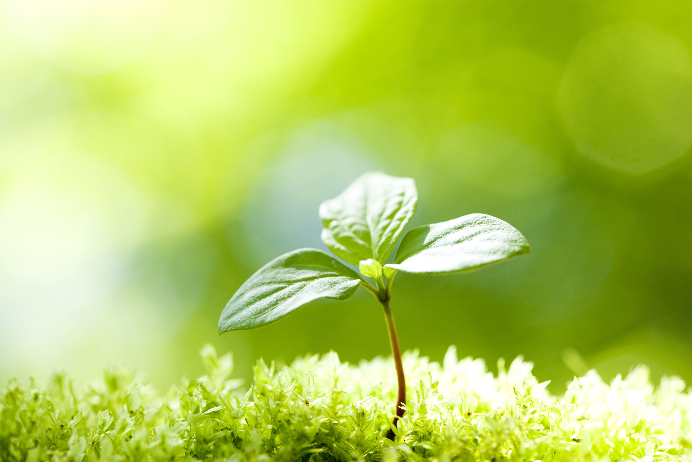 fleur verte herbe environnement